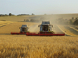 Grain Market