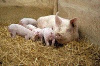Pig with piglets