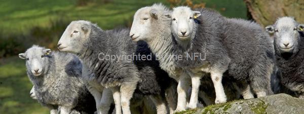 Herdwicks are a traditional Cumbrian breed of sheep which play a vital role in delivering the unique farmed landscape of the world-famous Lake District