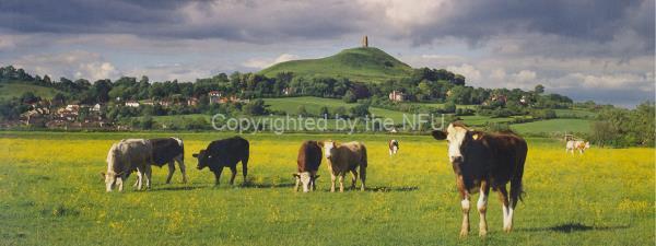 A few of the South West’s 1.8 million cows enjoy rich grazing in the shadow of Glastonbury Tor, one of the region’s iconic landmarks.