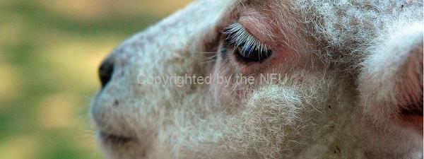 Animal welfare 