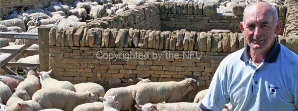 Sheep farmer Phillip Platts. Home to nearly 4 million sheep, the North East has more than anywhere else in England.