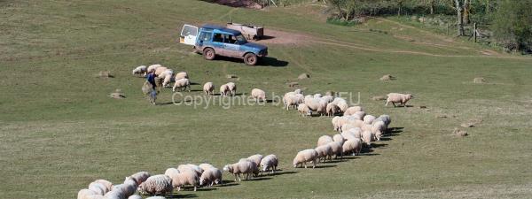 Tenbury livestock farmer Tim Jones delivering feed for his 520-strong flock of Beltex and Texel cross ewes.