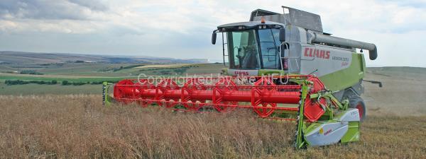 Combing oilseed rape on the South Downs near Lewes, East Sussex
