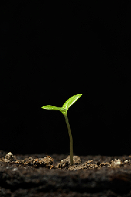 green shoots184275