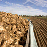 Beet lorry
