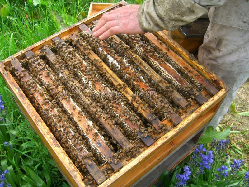 Open bee hive