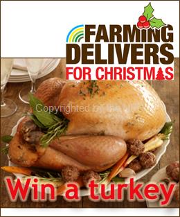 win a turkey competition