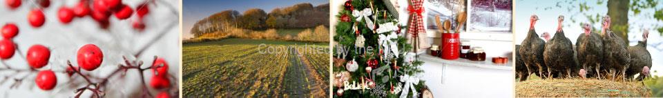 Buy a British locally reared turkey this Christmas