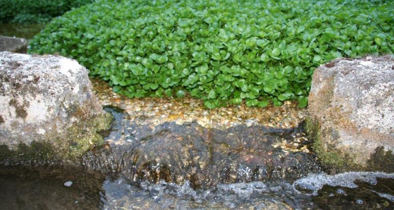 An image of some watercress.