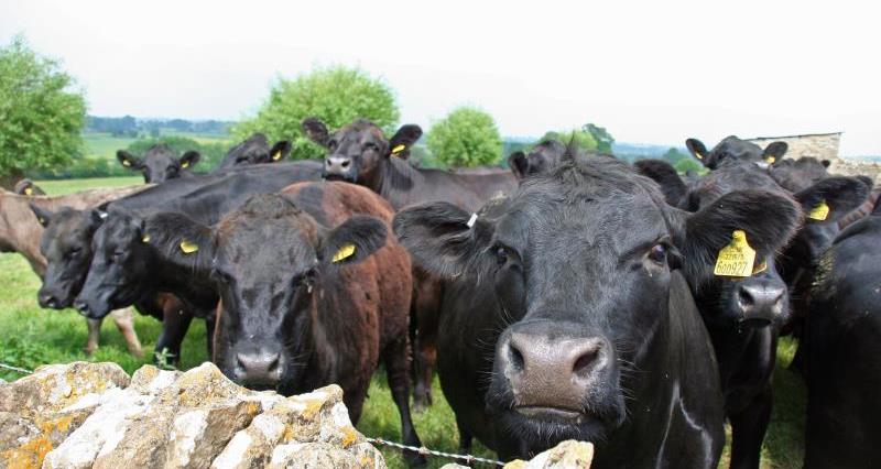 beef cattle AA cross_15953