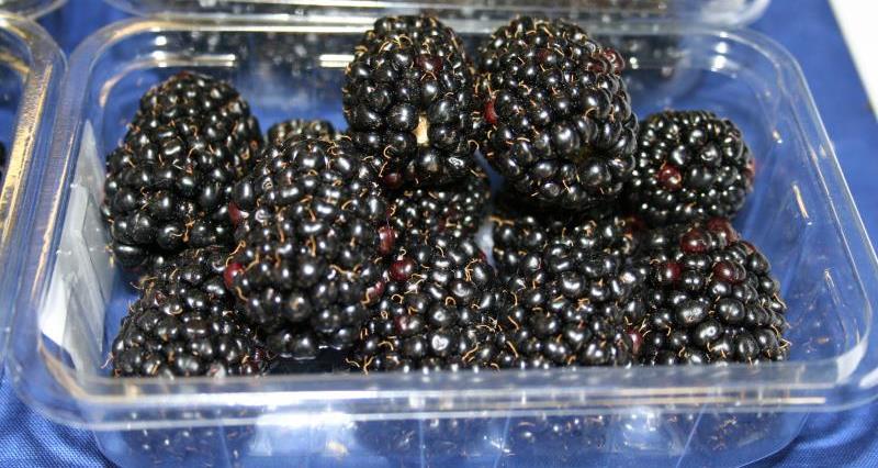 blackberries in tray_12101