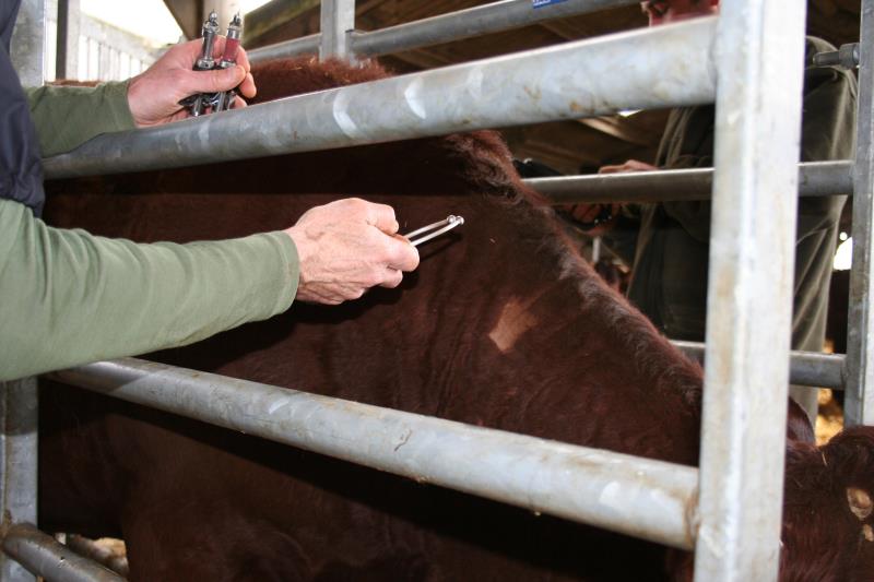 A vet tests a cow for TB
