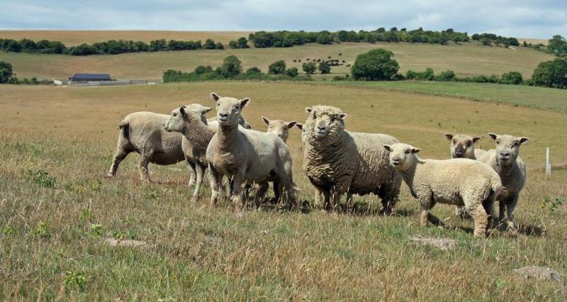 Southdown sheep flock summer_34745