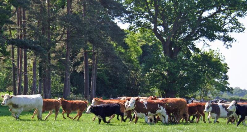 New Forest cattle running_22041