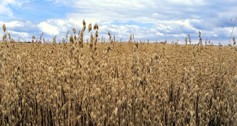 A field of oats