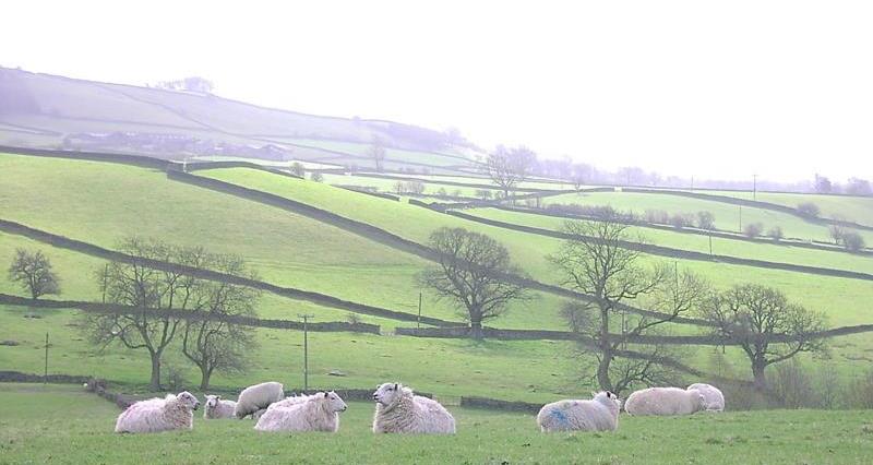 Sheep in a Derbyshire field_14573