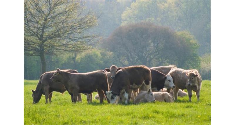Beef cattle grazing_11849