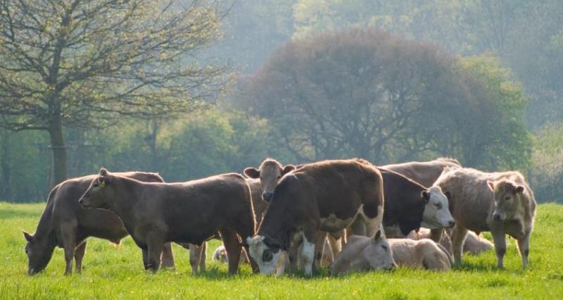 Beef cattle grazing_11849