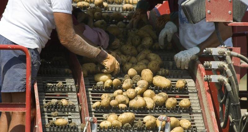 Sorting potatoes_12339