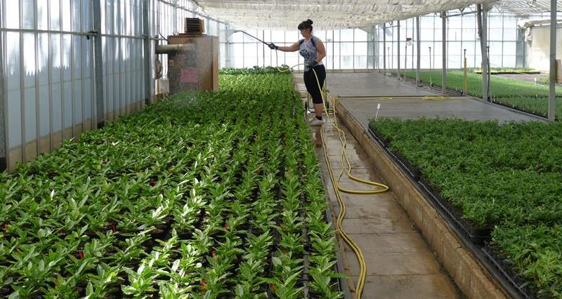 A worker sprays water on plants in a greenhouse