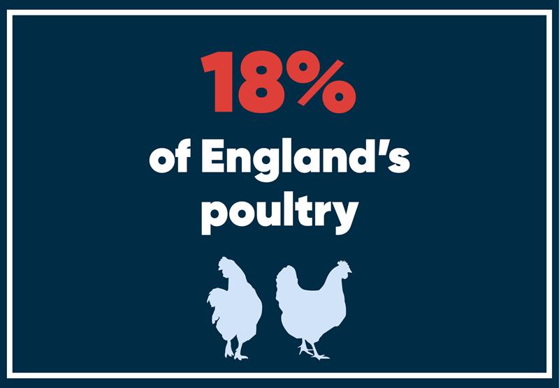 West Midlands infographics poultry_70776
