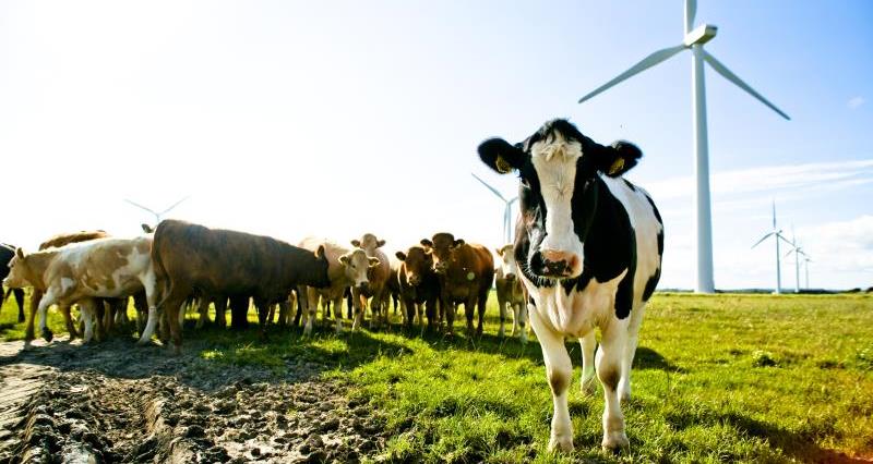 Cow in field near windmill