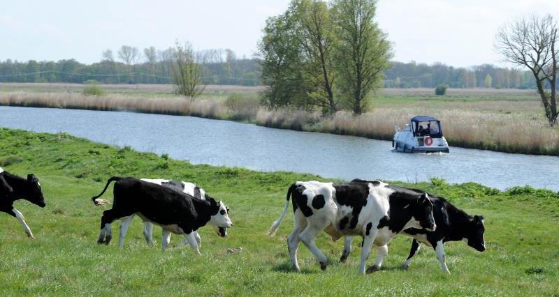 Black and white cows in field by a river