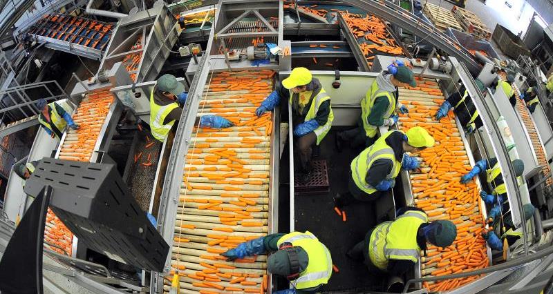 Sorting carrots ready for the super market