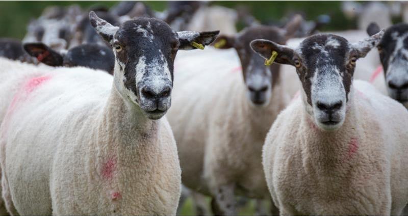 Sheep on Thomas Binns' farm_59351