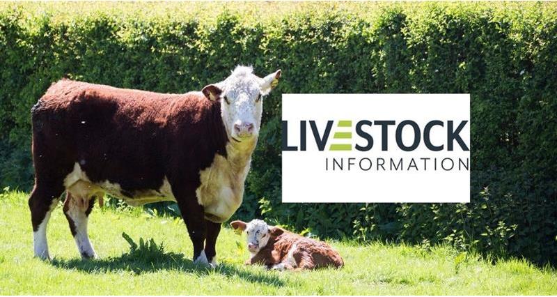 An image of a cow with the Livestock information service logo 