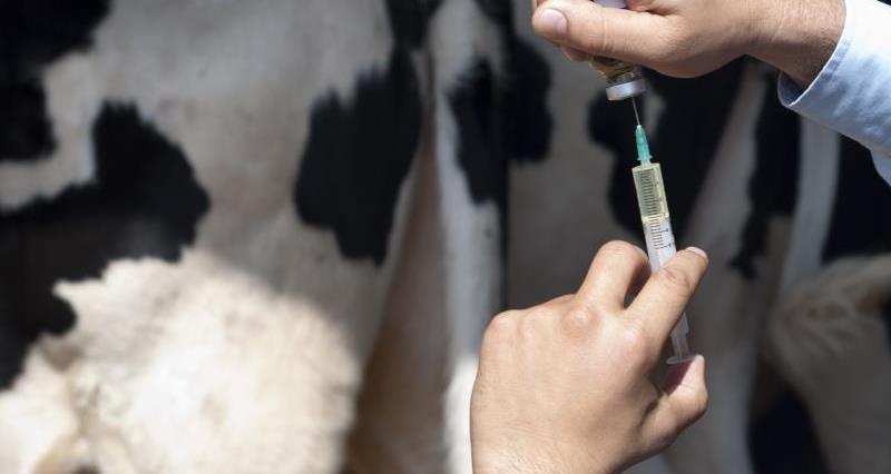 Cow and syringe_12297
