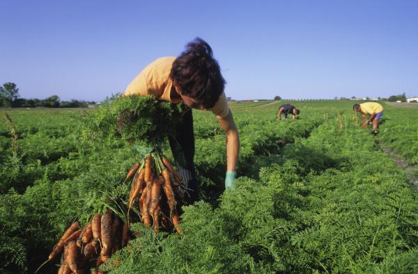Worker harvesting carrots_12348