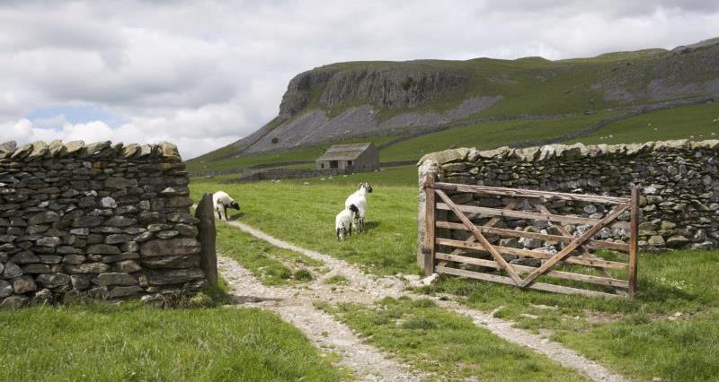 A gateway into a field of sheep in the Yorkshire Dales National Park