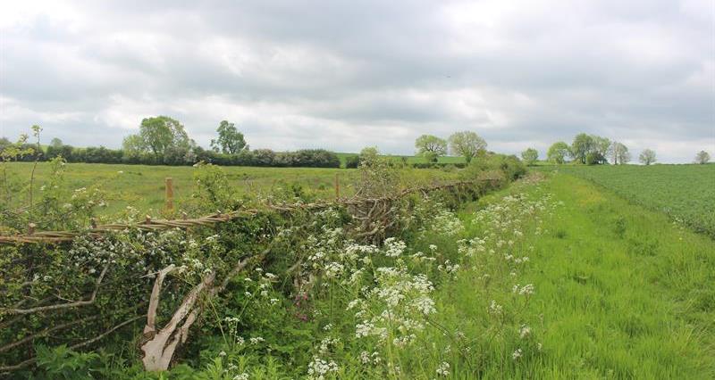 A hedgerow along a field
