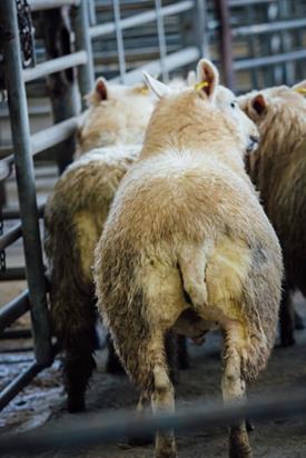 Llanybydder sheep coming into pen_68458