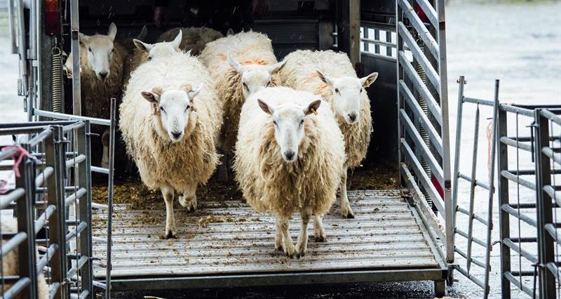 Llanybydder sheep in trailer_68510