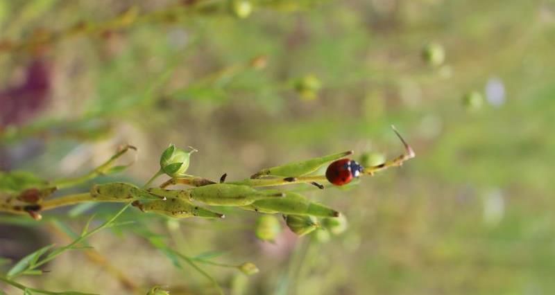 A ladybird on a plant