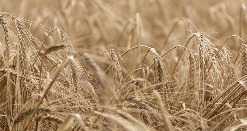 Image of a barley field