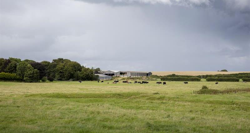 cattle in field