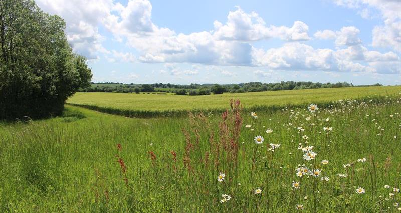 An image of a wildflower margin at the edge of a field of crops