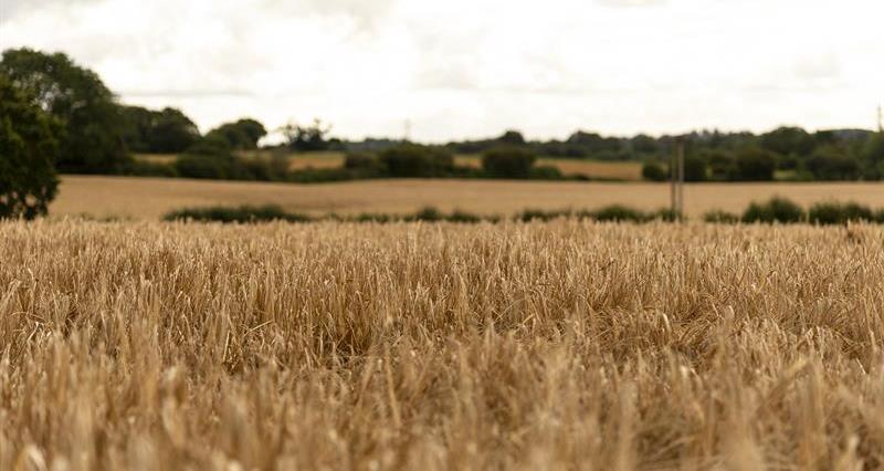 A barley field