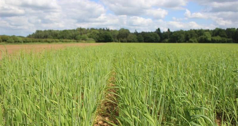 A photo of spring barley in a field.