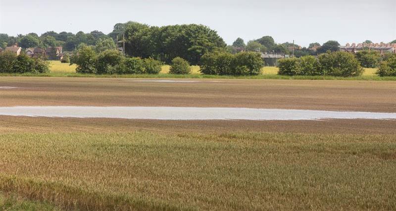 Wainfleet wheat crop flood_68693
