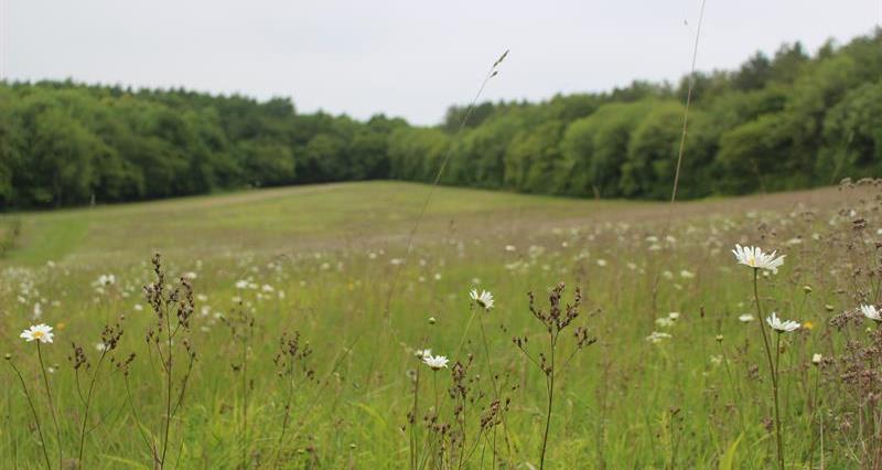 Wildflower field_68750
