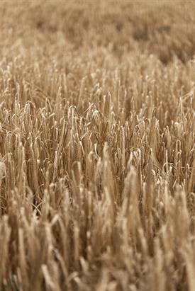 Barley field_68330