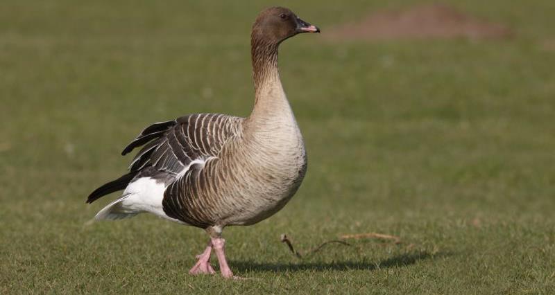 An image of a pink-footed goose