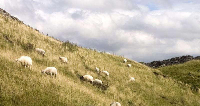 Sheep grazing, Yorkshire Dales_16128