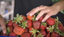 Strawberries_13261
