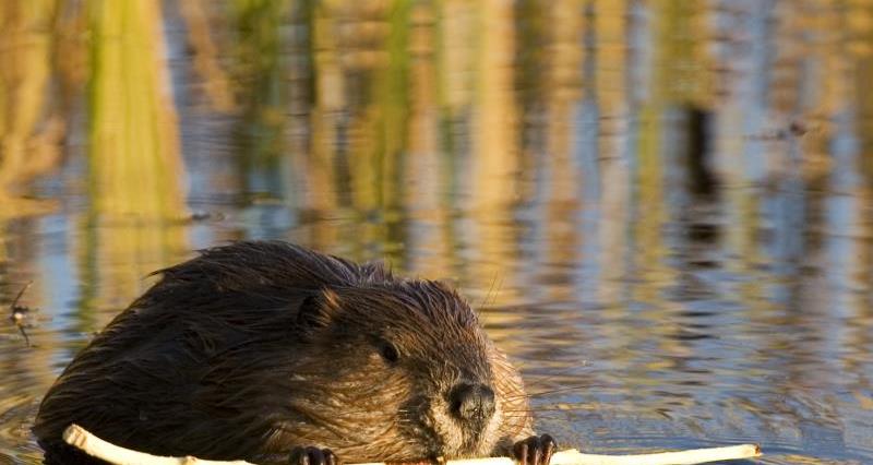Government consults over reintroduction of beavers
